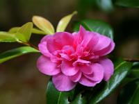 Wunderschöne Kamelie in Derreen Garden - Ring of Beara, Co. Kerry
